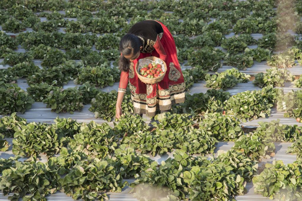 Frau bei der Ernte von Erdbeeren