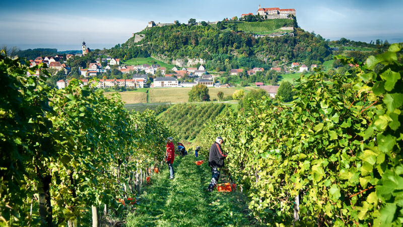 Weinerlebnis Wippel bietet steirische Qualitätsweine und persönliche Weinverkostungen direkt in Riegersburg.