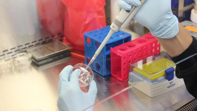 Laborutensilien mit Gewebeproben stehen für die neue Geweberegeneration-Marke EmeraNova von BioLab Holdings – Foto: mwooten / Pixabay